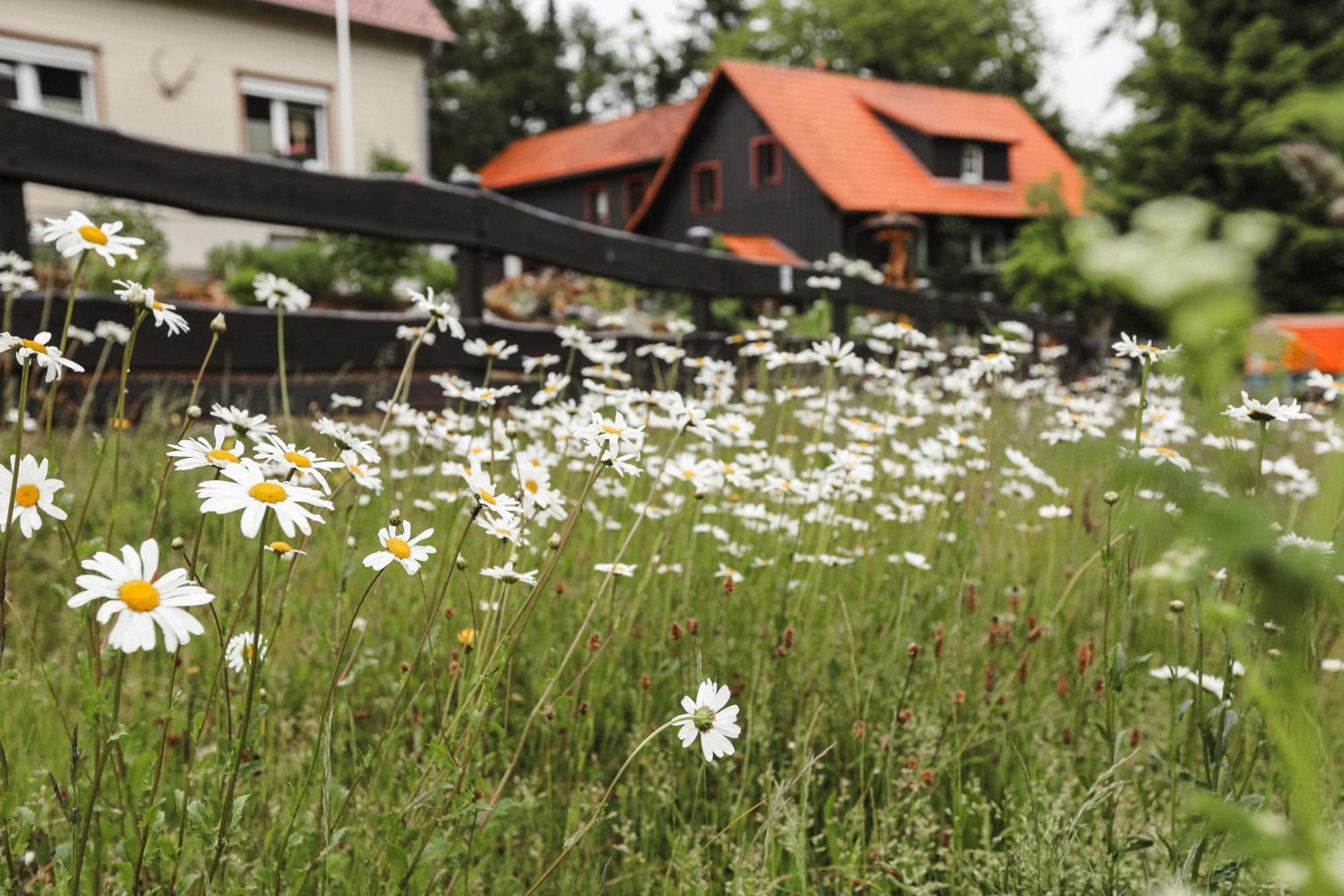 Terrassenhaus Im Harz, Pool, Sauna, Wlan Braunlage Eksteriør billede
