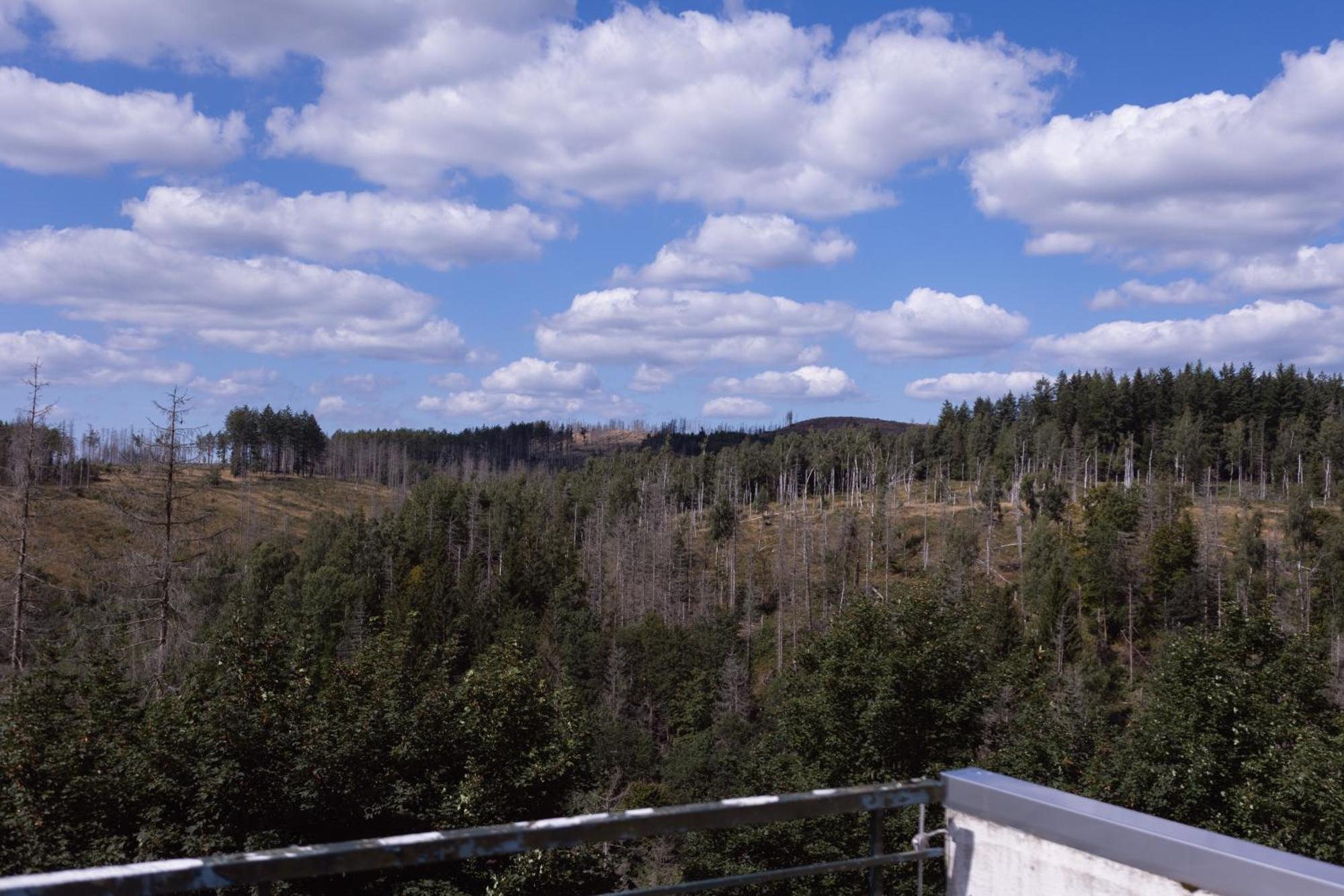 Terrassenhaus Im Harz, Pool, Sauna, Wlan Braunlage Eksteriør billede